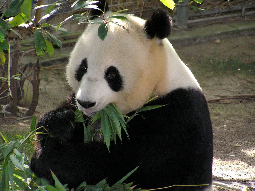 Panda sitter i en dyrehage og tygger på grønne blader. Foto.