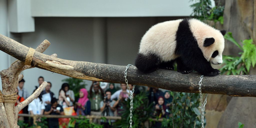 En babypanda balanserer på en grein i en dyrehage. Foto.