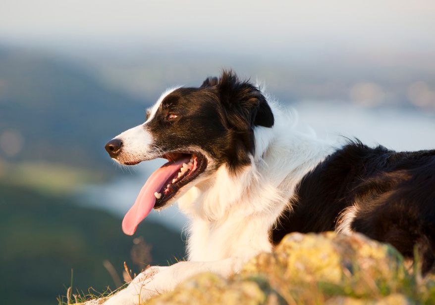 En hund med tykk pels peser med tunga langt ute. Foto.