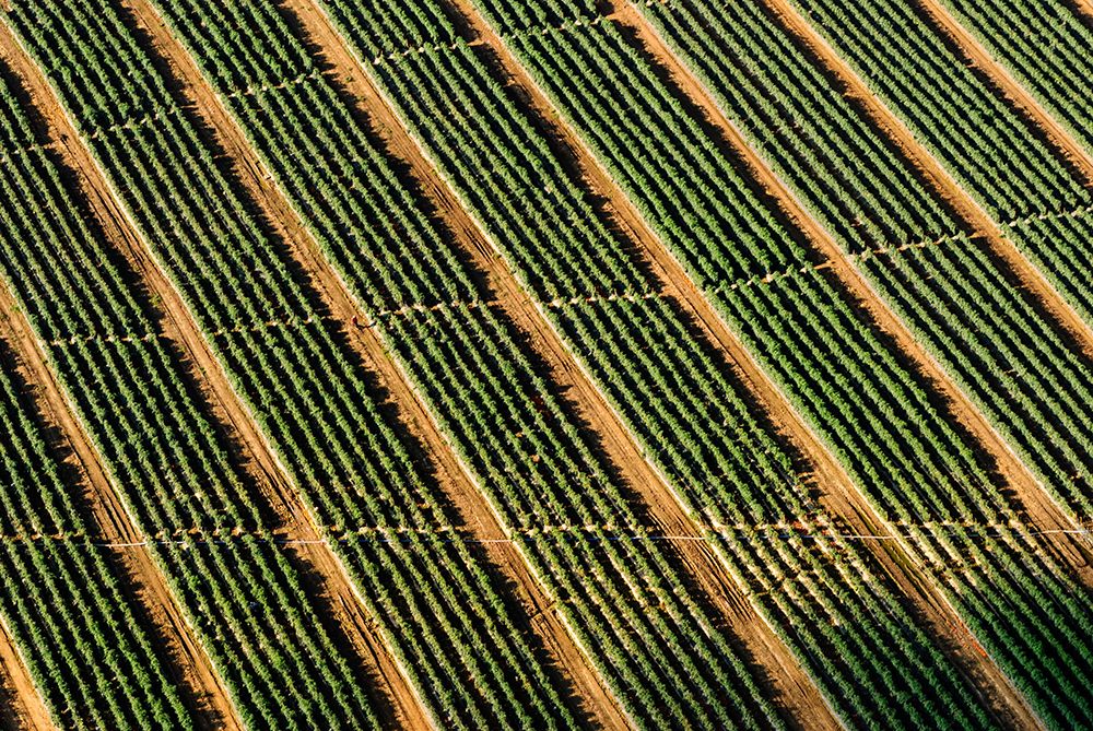 Diagonale furer i en åker sett overfra. Foto.