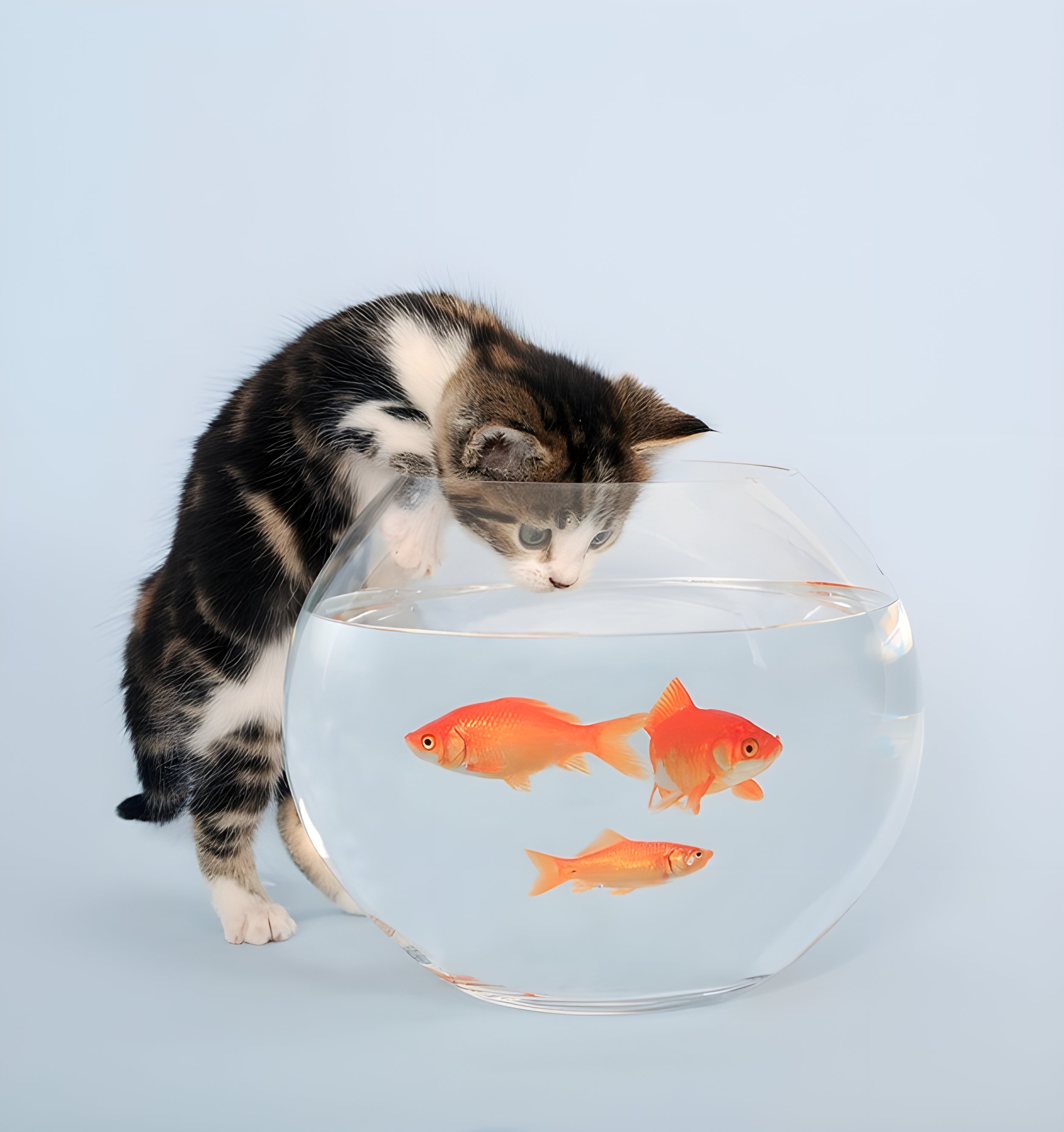 Ein katt står bøygd over ein glasbolle og kikkar ned på tre gullfiskar. Foto.