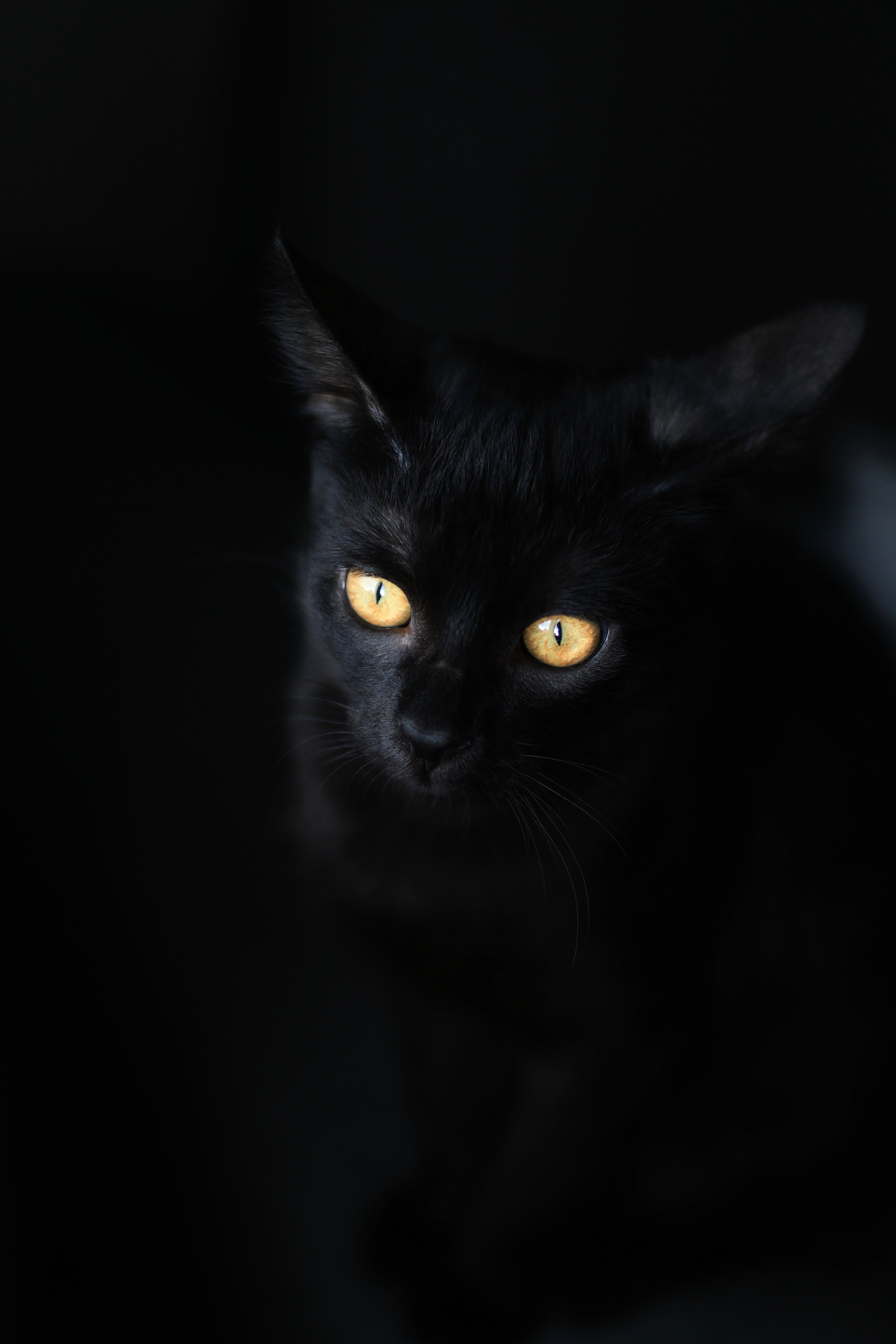 Svart katt med gule "lysende" øyne. Foto.