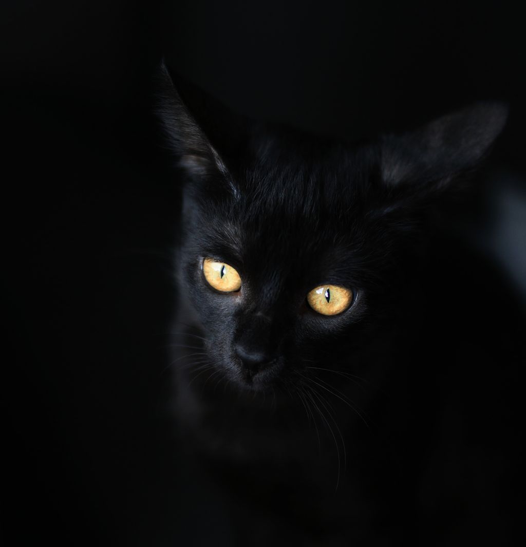 Svart katt med gule "lysende" øyne. Foto.