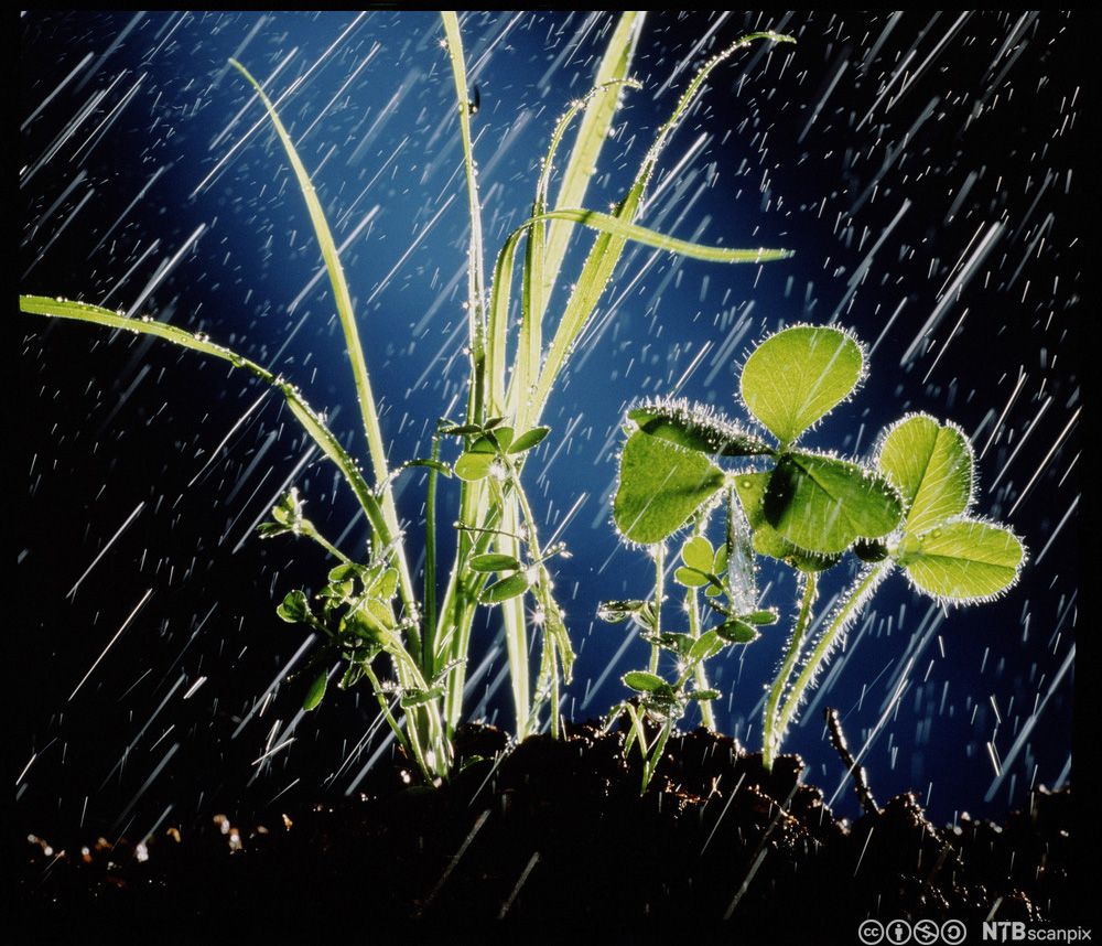 Kraftig regn over kløver og gras på en jordhaug. Foto.