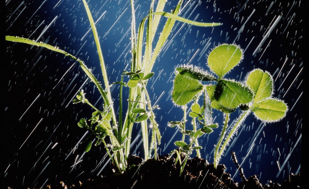 Kraftig regn over kløver og gress på en jordhaug. Foto.