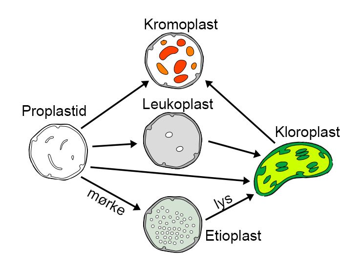 Plansje som viser hvordan plastider kan endre seg. Illustrasjon.