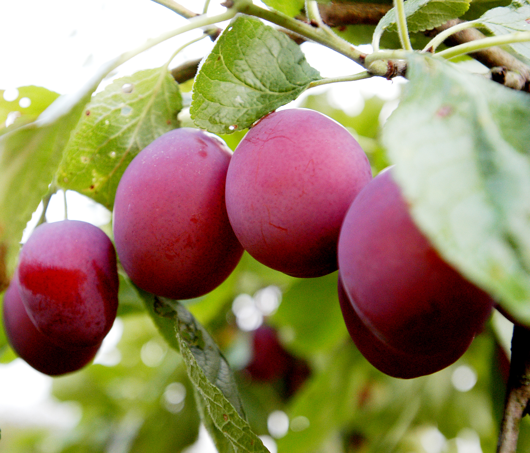  Modne rødblå plommer henger på grein. Foto.
