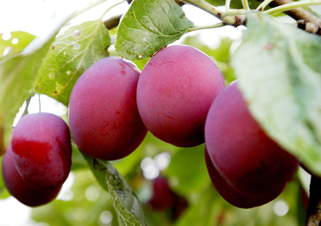 Modne rødblå plommer henger på grein. Foto.