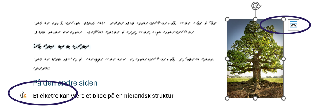 Et dokument med høyrestilt bilde av et eiketre. Ved bildet er det knapp for tekstflyt. I teksten er det et anker med hengelås der eiketreet nevnes. Skjermutklipp.