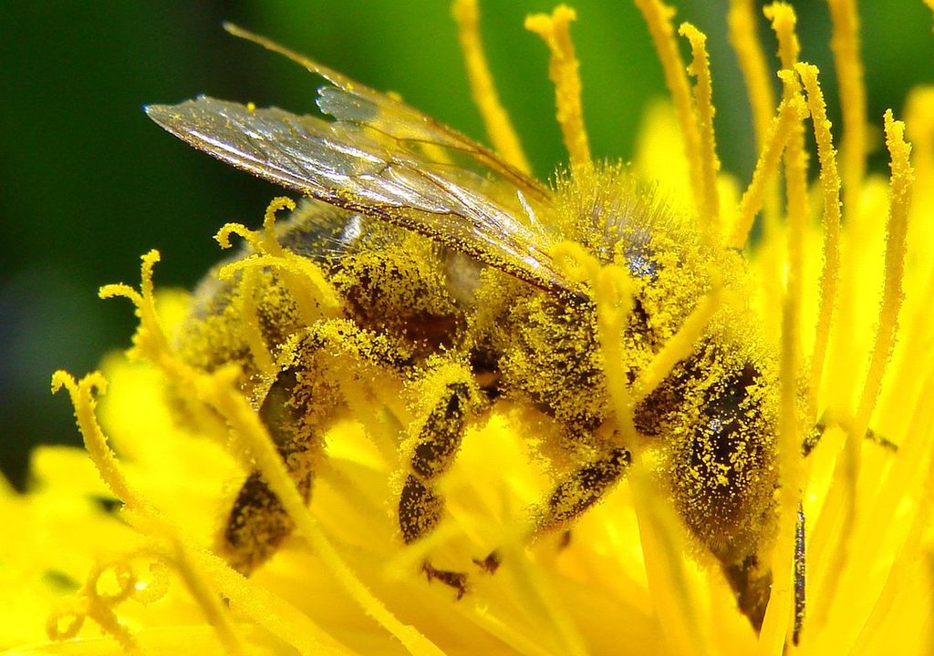 Bie som har masse gult pollen på kroppen. Den sitter på en gul blomst. Foto.