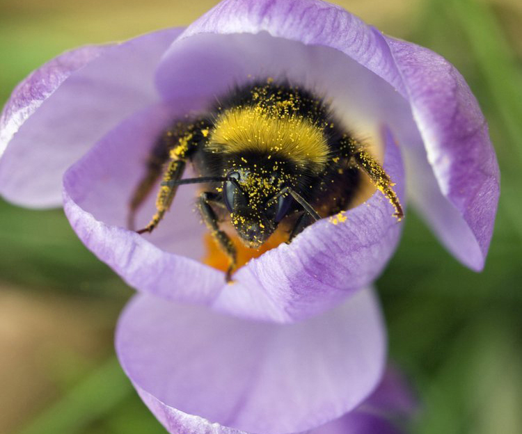 Humle stikker ut fra blomst. Humla er dekket av pollen. Foto.