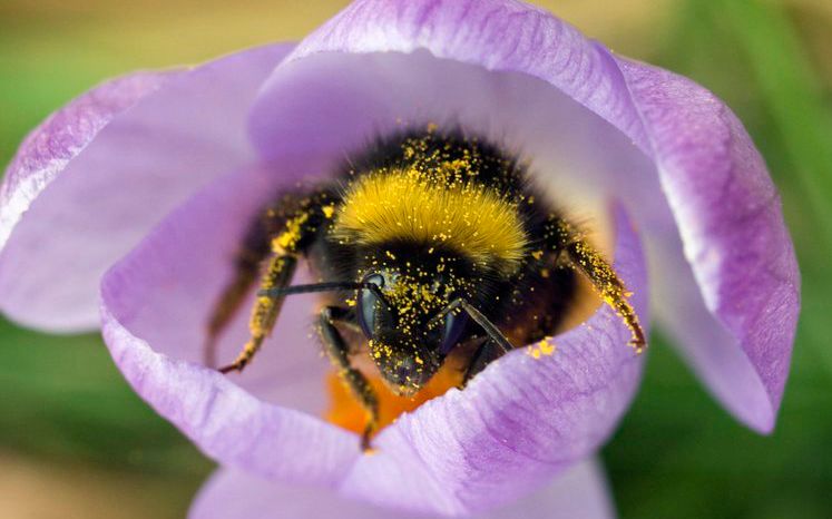 Humle stikk ut frå blomster. Humla er dekt av pollen. Foto.