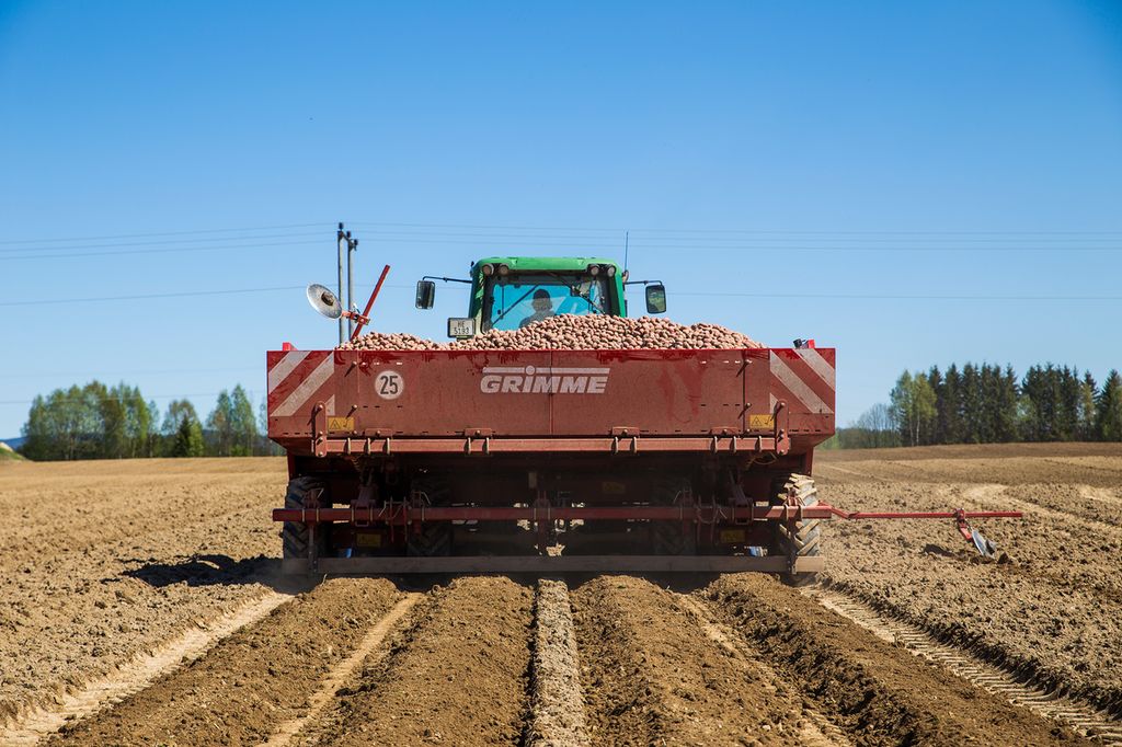 Traktor med potetsetter lager fire rader i jorda. Foto.