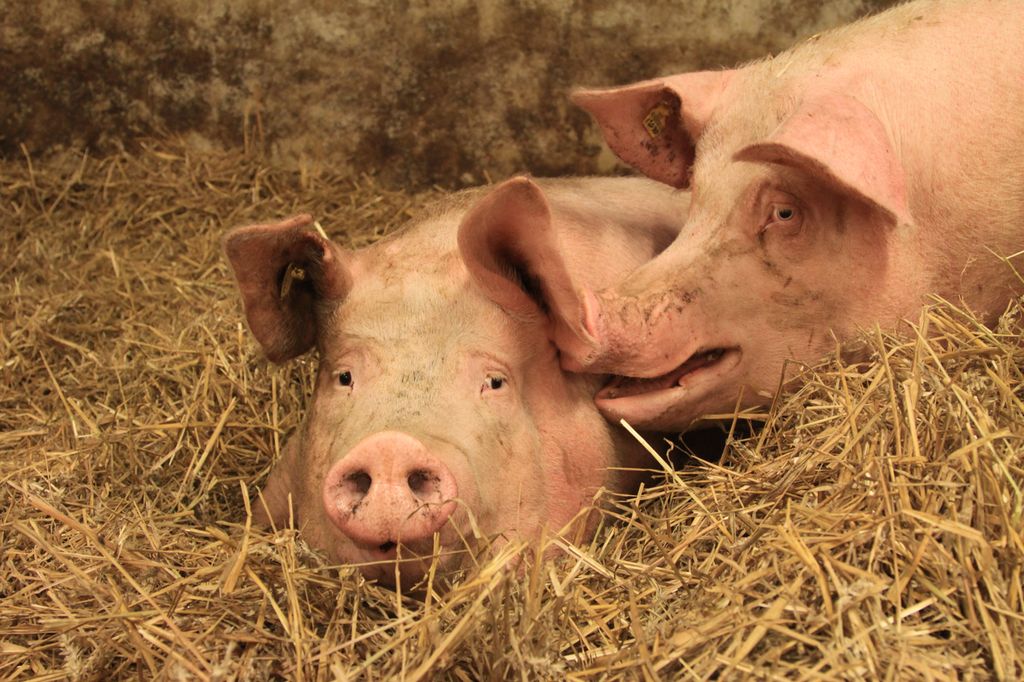 Gris som prater. Foto.