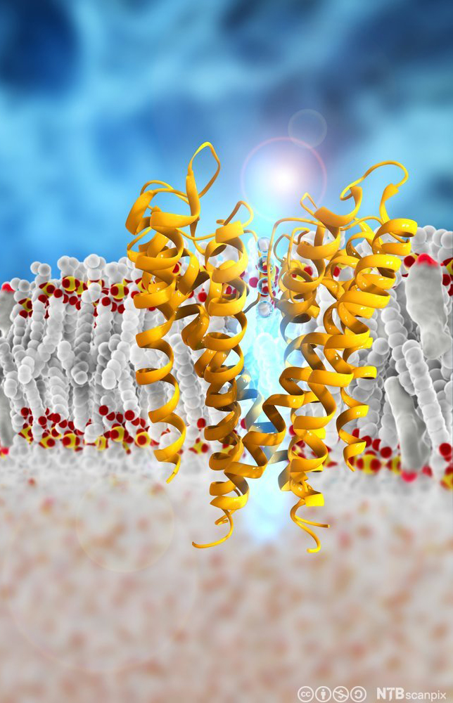 Tegning av membranprotein som fungerer som ionekanal