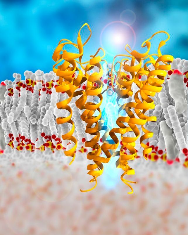 Teikning av membranprotein som fungerer som ionekanal. Illustrasjon.