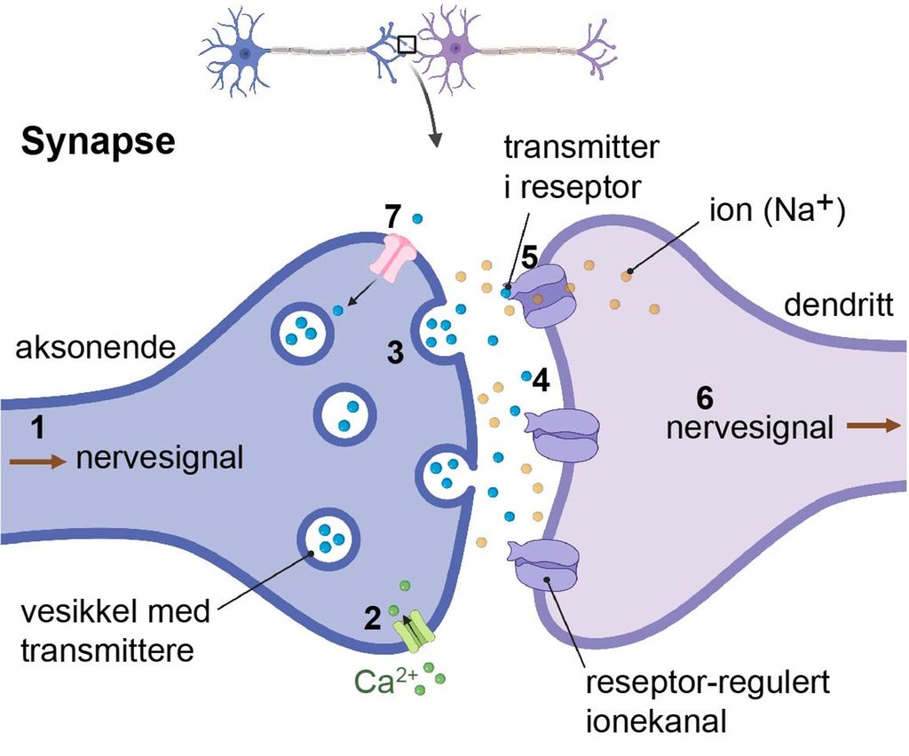 Forstørrelse av kontaktpunktet mellom to nerveceller der signaler overføres. Illustrasjon.