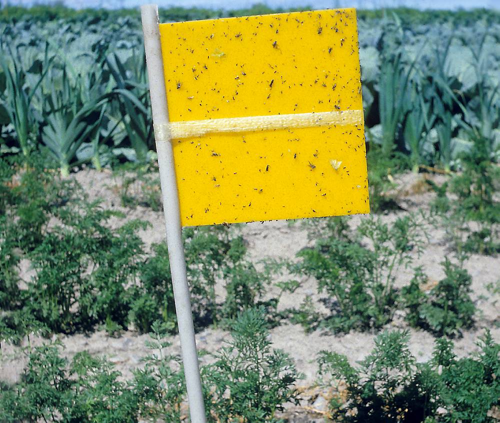 Gul plate festet til ei stang står i en åker. Mange små og svarte insekter har satt seg fast på plata. Foto.