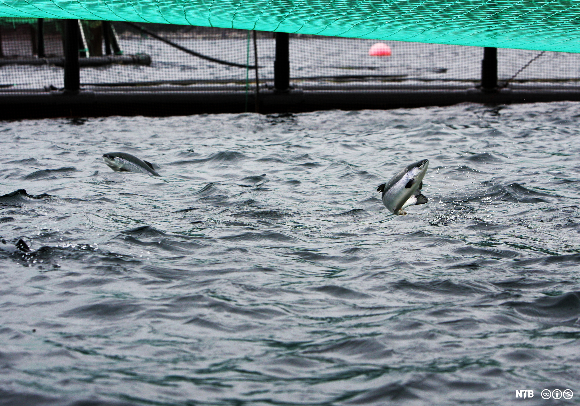 Utsnitt av en laksemerd, hav og en hoppende laks over vannskorpa. Foto.