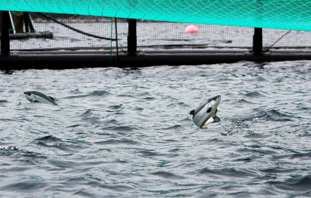 Utsnitt av en laksemerd, hav og en hoppende laks over vannskorpa. Foto.