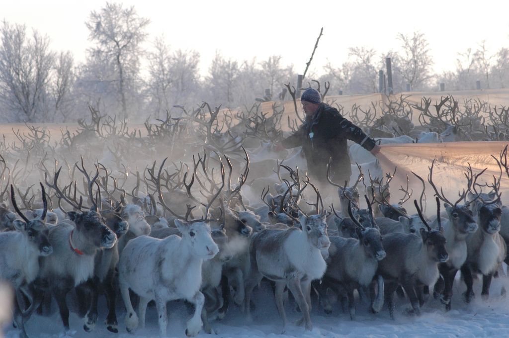En mann forsøker å omringe noen dyr fra en reinflokk. Foto.