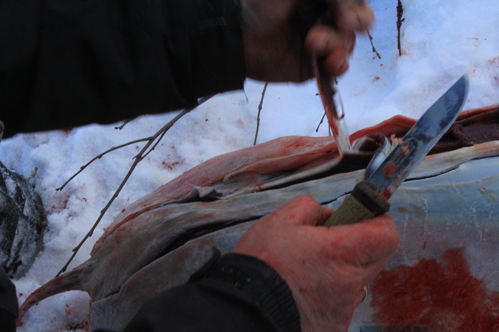 Sener fjernes ved slakting. Foto.