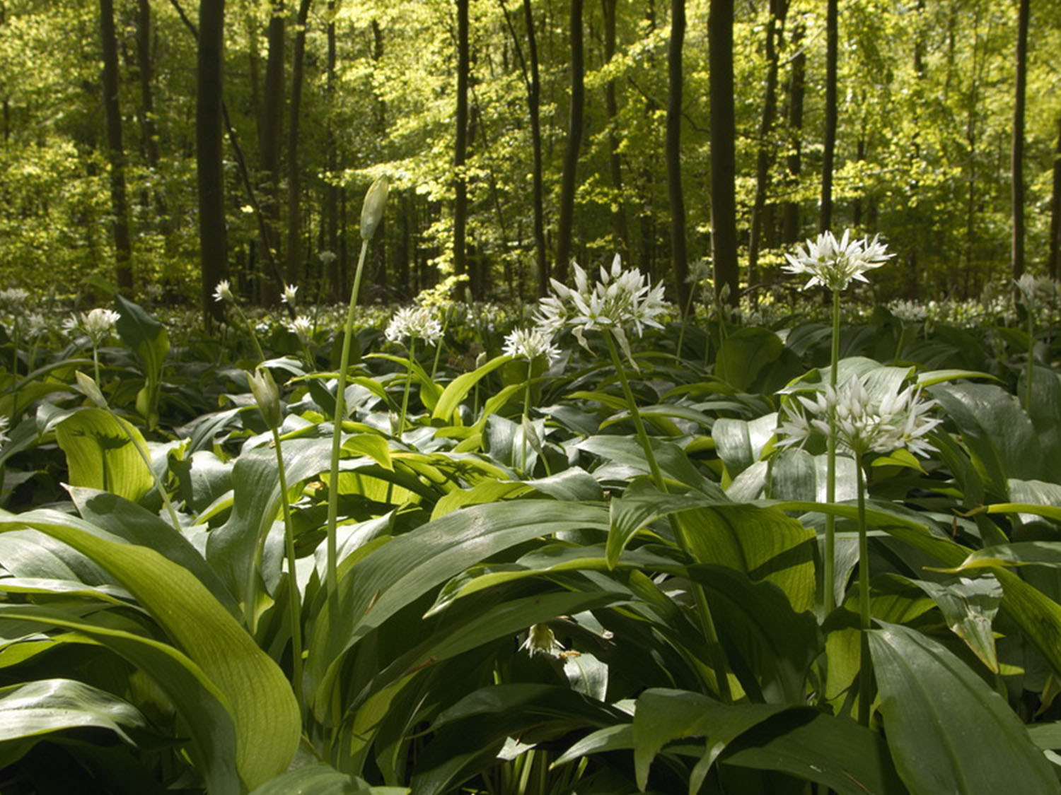Grøne plantar med breie blad og kvite blomstrar i skogen. Foto.