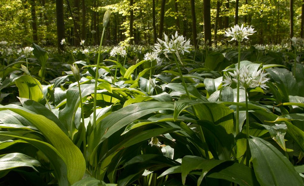 Grøne plantar med breie blad og kvite blomstrar i skogen. Foto.