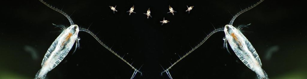 To rauåter og flere nauplielarver. Foto.