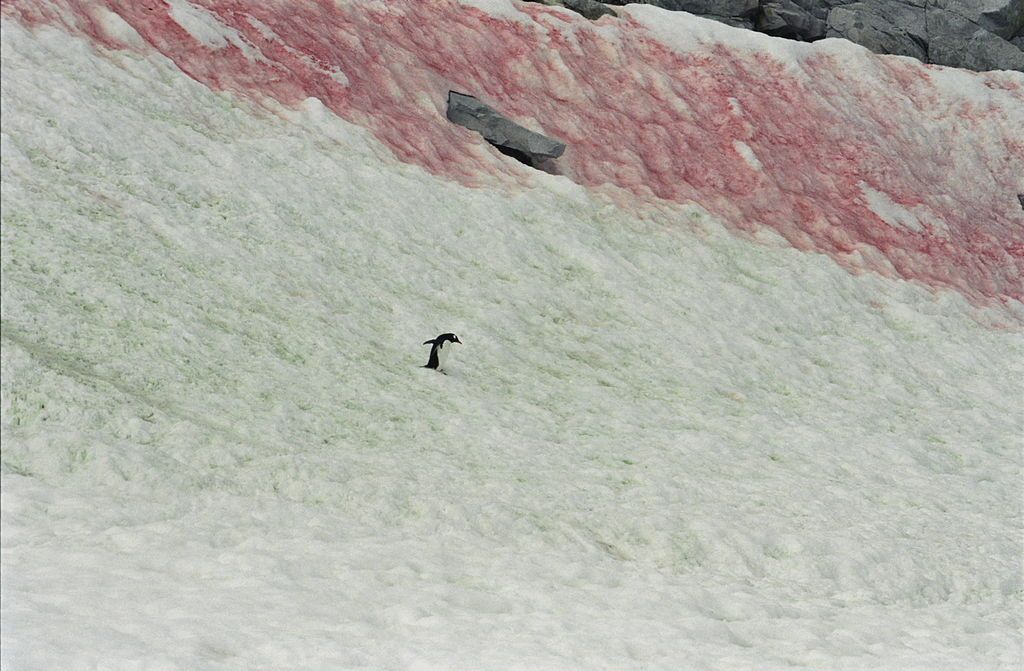 Rød snø. Foto.