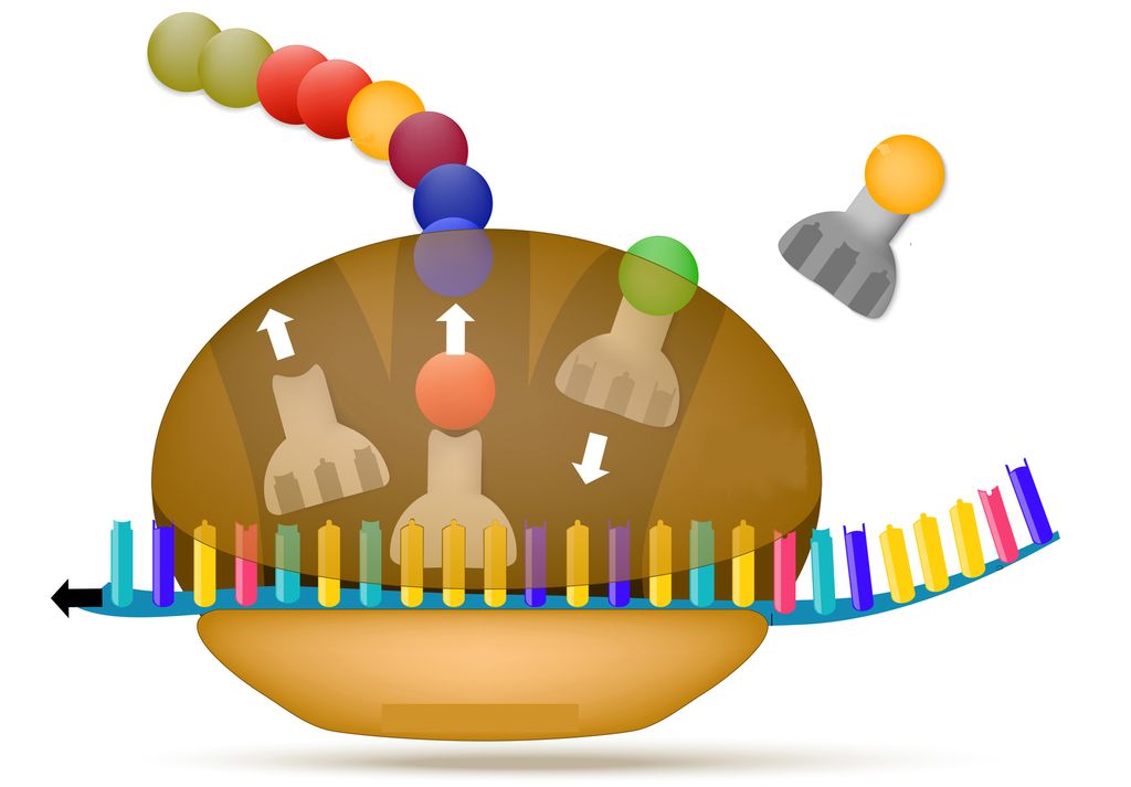 Ribosoma laktá oktii aminosuvrriid proteiidnan. Illustrašuvdna.  