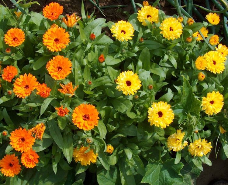 Oransje og gule blomster. Foto.