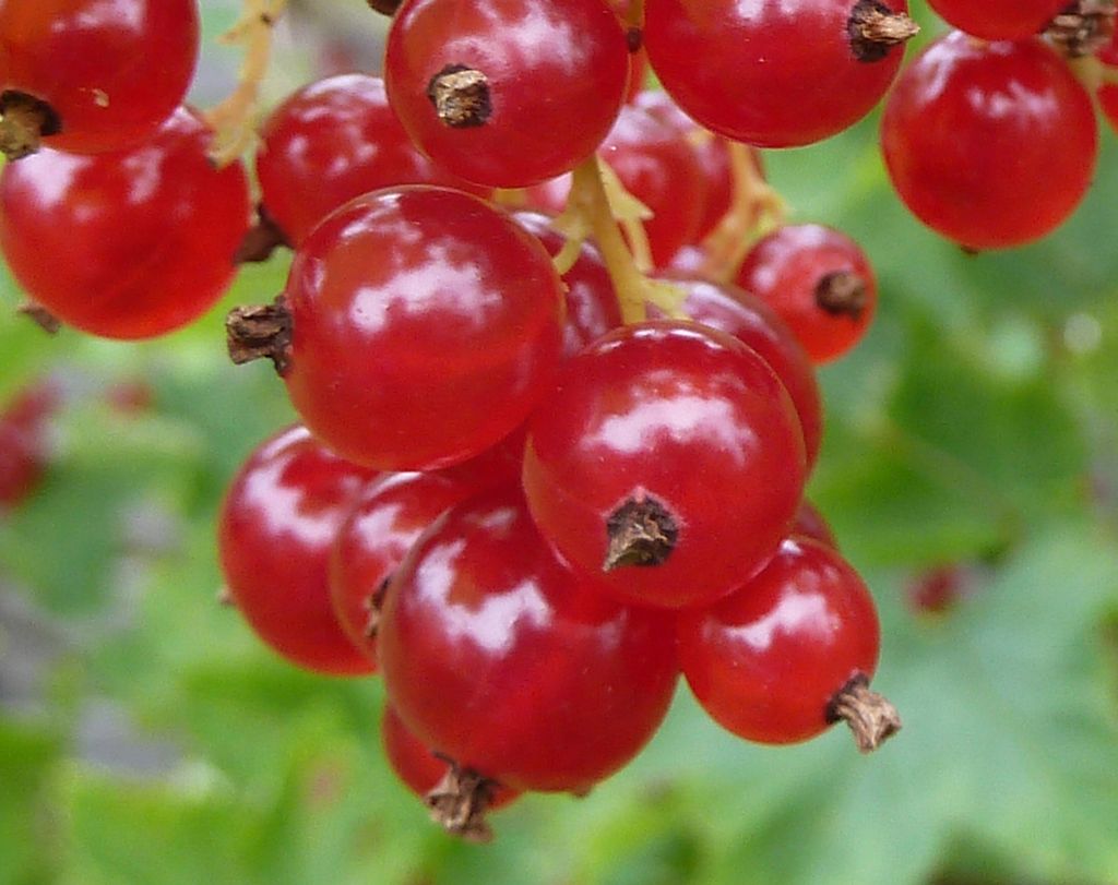 Modne raude rips heng frå ein busk. Foto.