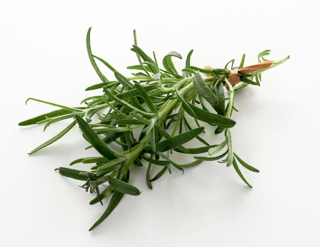 Liten bunt rosmarin. Foto.