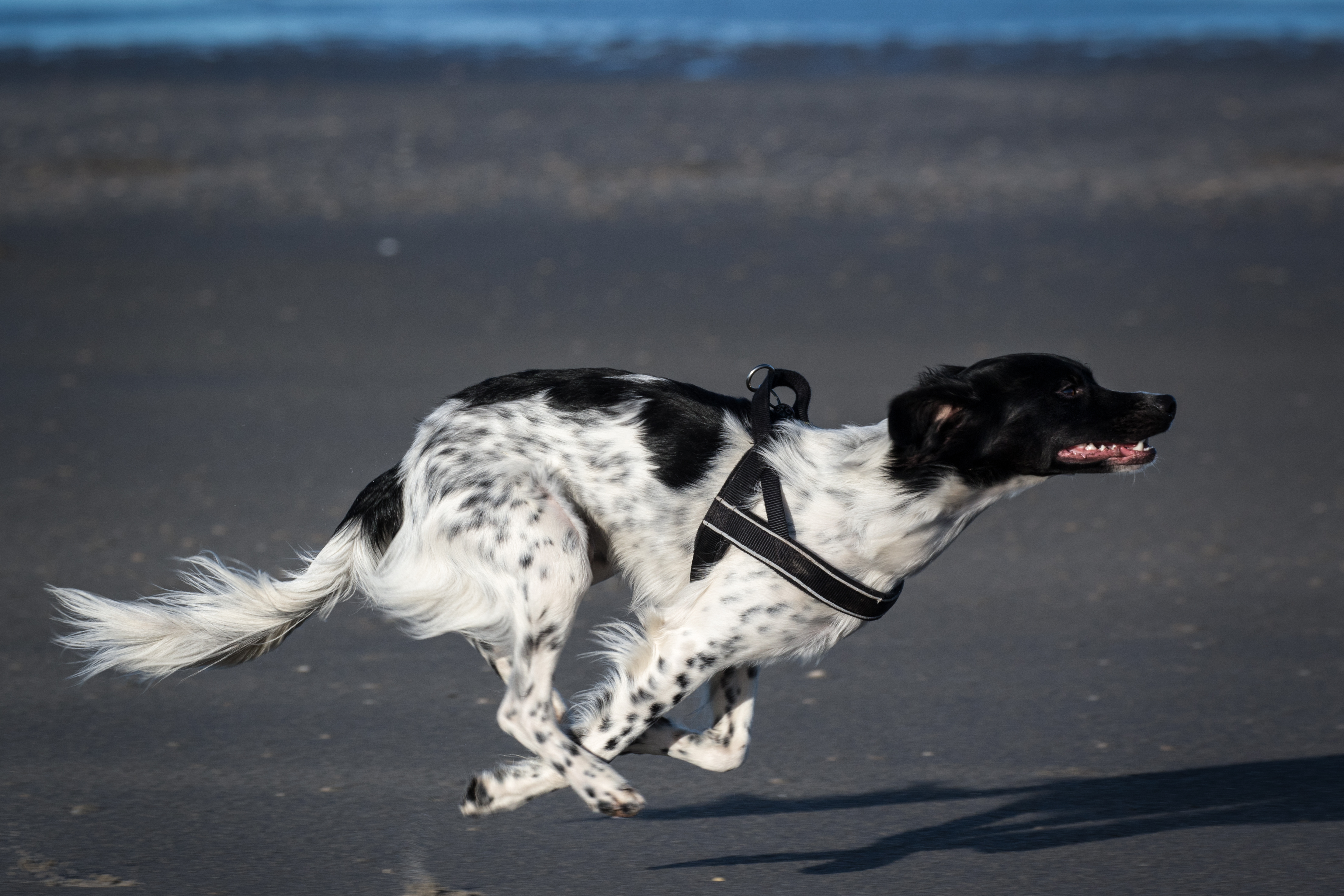 A black and white dog sprinting. Photo. 