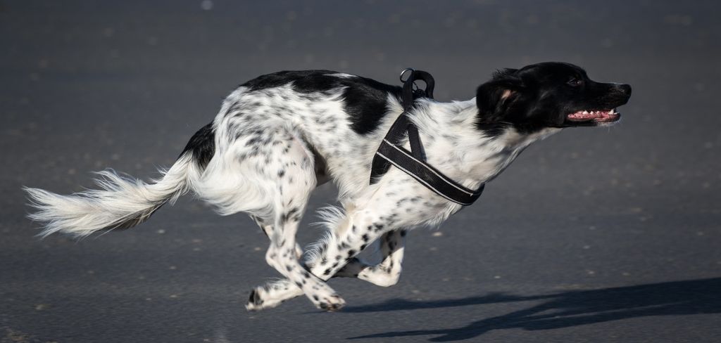 A black and white dog sprinting. Photo.