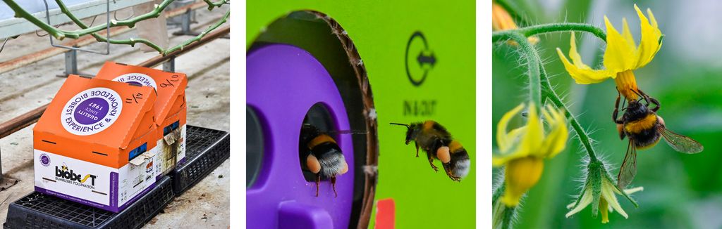 Kollasj med bilder fra veksthus. Humlebol i papp, humler på vei inn i humlebolet og humle på blomst. Foto.