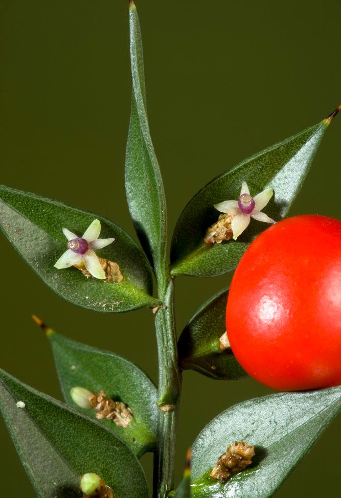 Blomst og frukt hos planten Ruscus. Foto.