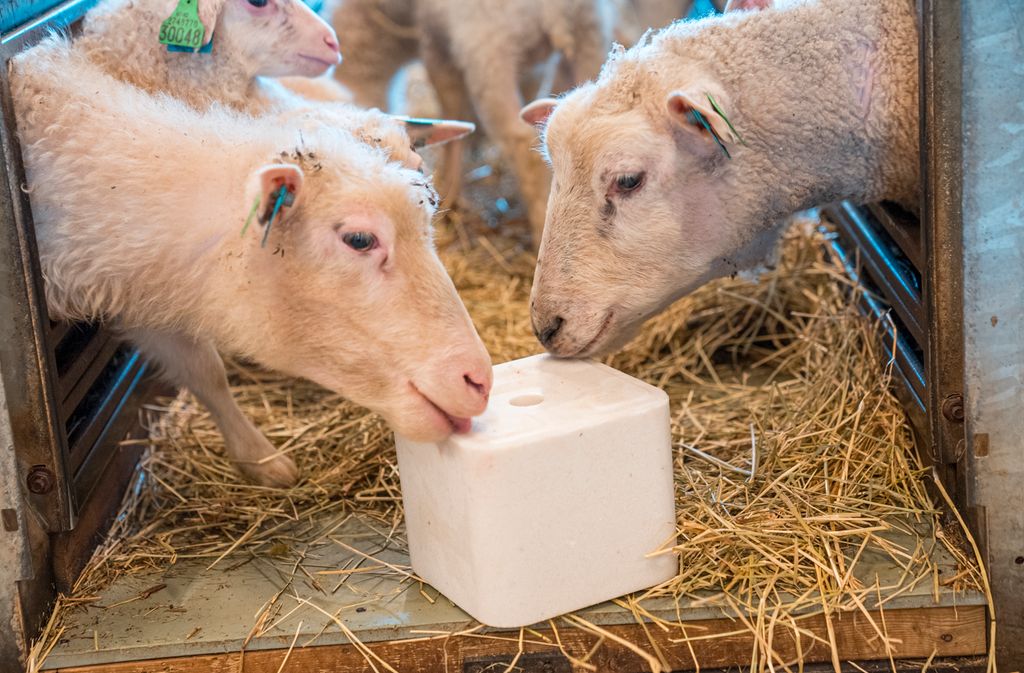 Ei søye slikker på en hvit saltslikkestein som ligger på et fôrbrett. Ei søye i bingen på motsatt side av fôrbrettet snuser også på saltslikkesteinen. Foto.