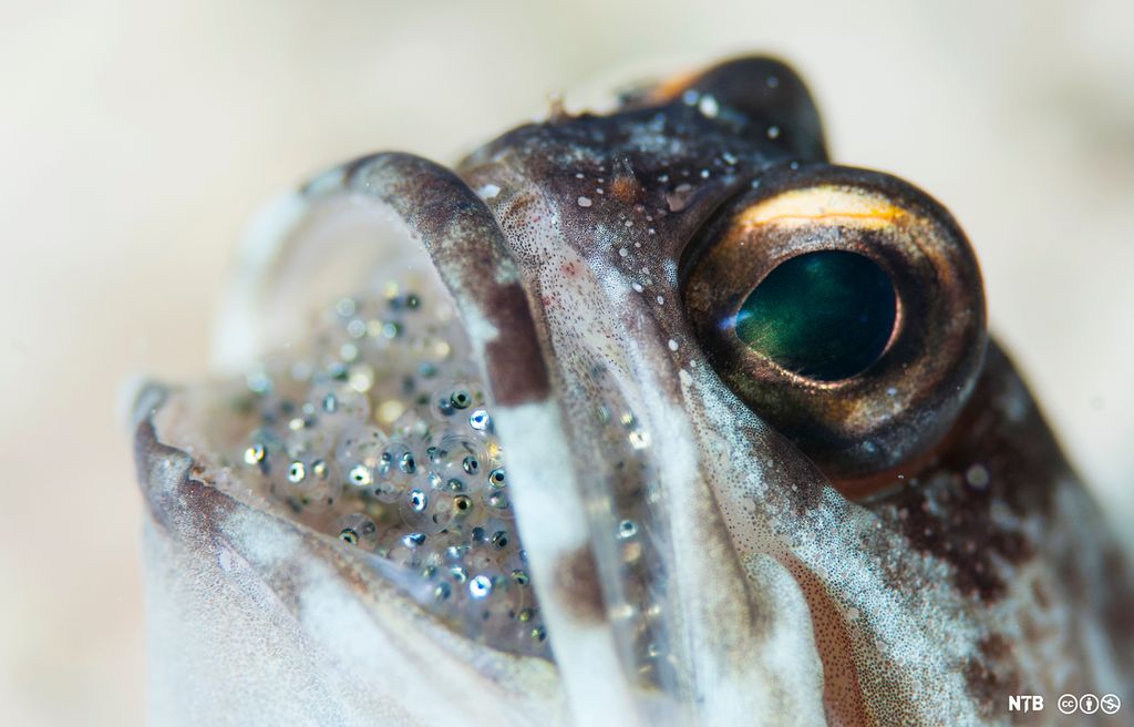 Nærbilde av hodet til fisk med mange egg i munnen