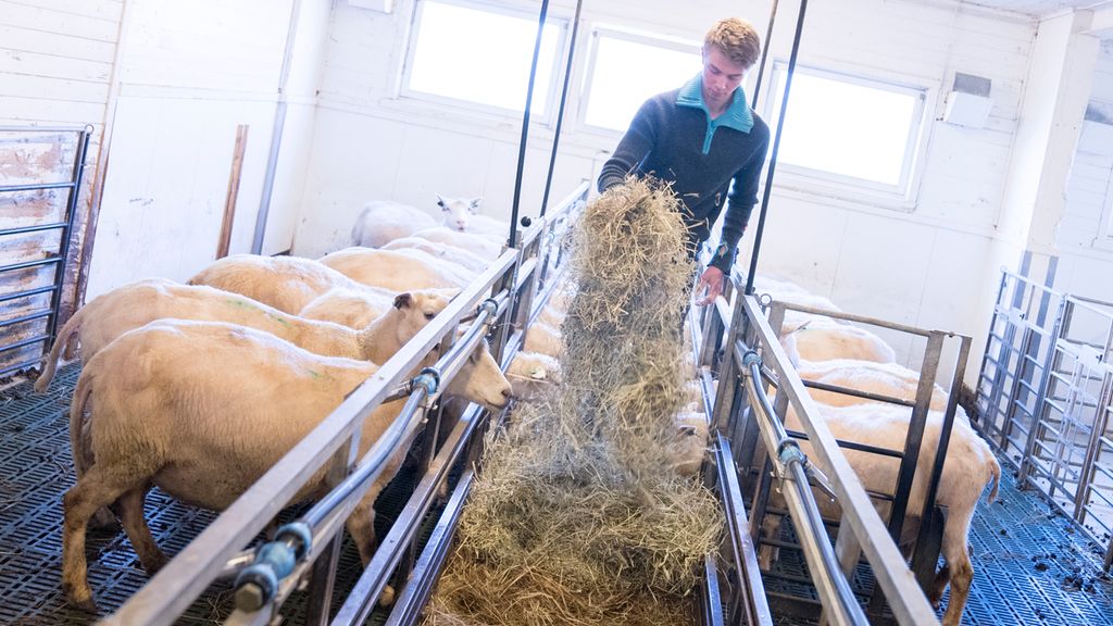 En ung mann står på fôrbrettet mellom to sauebinger og deler ut høy til søyene. Foto.
