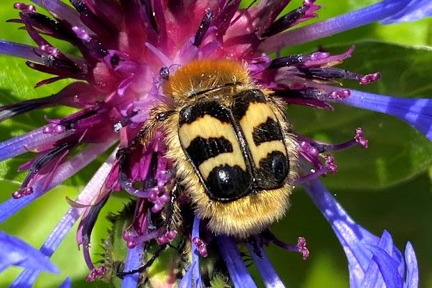 Ei lodden, gul bille med svarte striper sitter på en blå blomst. Foto.