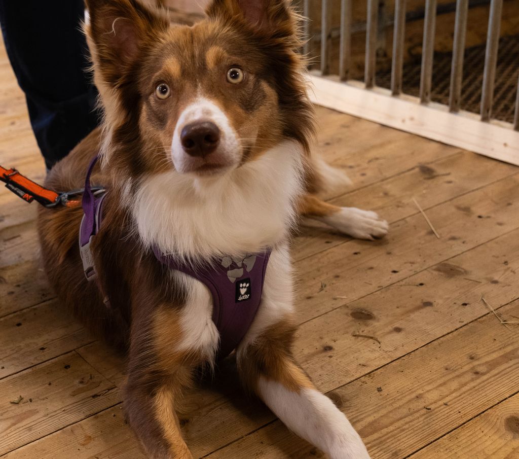 Rødbrun hund med kvit snute og kvitt brystparti ligger på gulvet i et fjøs. Beina og labbene har også kvite felter. Foto.