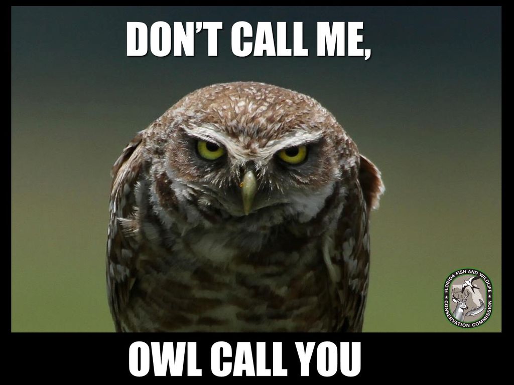 Foto av ei ugle som ser inn i kamera. Over den står teksten: "Don´t call me,". Under ugla står det: "owl call you". Mem.