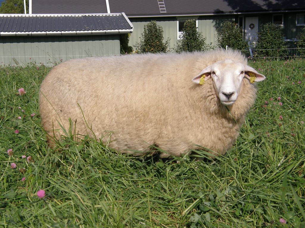 Stor dalasau som ligger i graset. Foto.