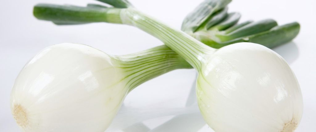 To salatløker mot kvit bakgrunn. Foto.