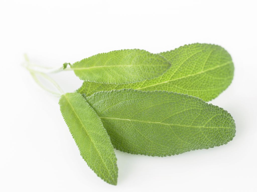 Fire grøne blad med litt ruglete kant. Foto.