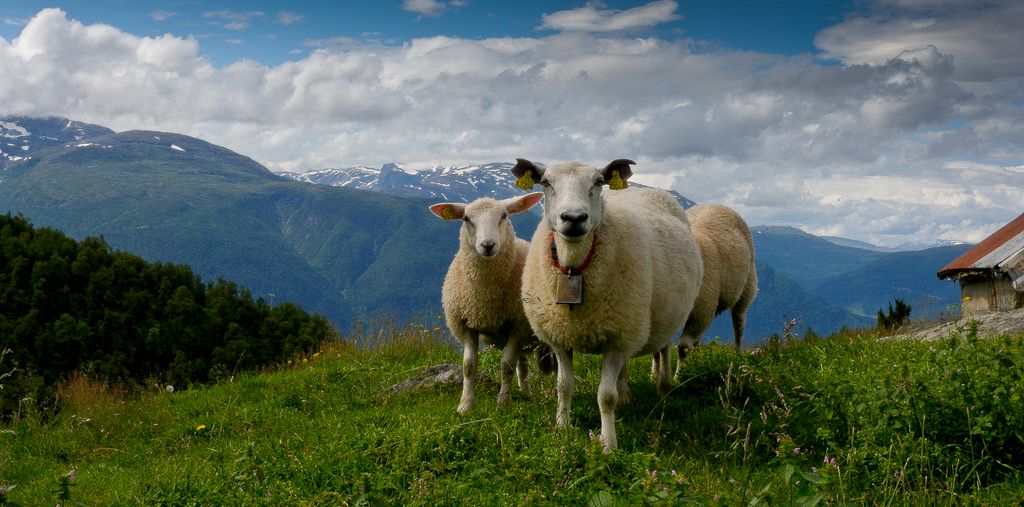 Sau på beite. Foto. 