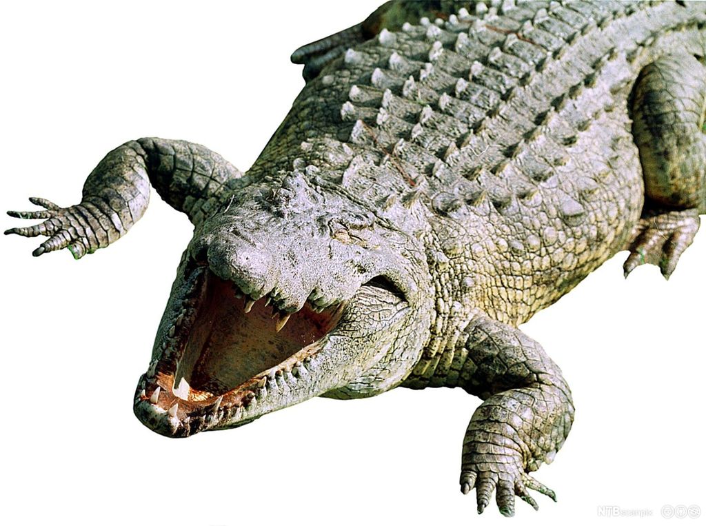 Gapende krokodille. Foto.