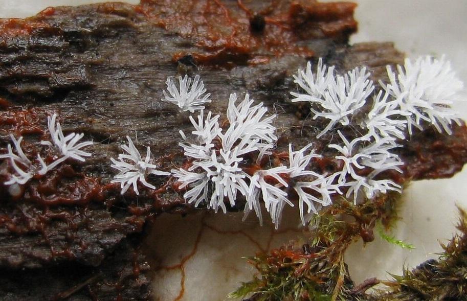 Hvit og fingerformet sopp vokser på råtten ved. Foto.